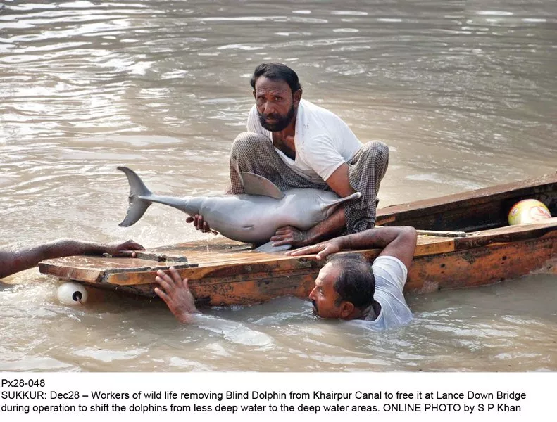 workers remove a blind dolphin from the khairpur canal to free it at lansdowne bridge in order to shift them into deeper waters photo file workers remove a blind dolphin from the khairpur canal to free it at lansdowne bridge in order to shift them into deeper waters photo file