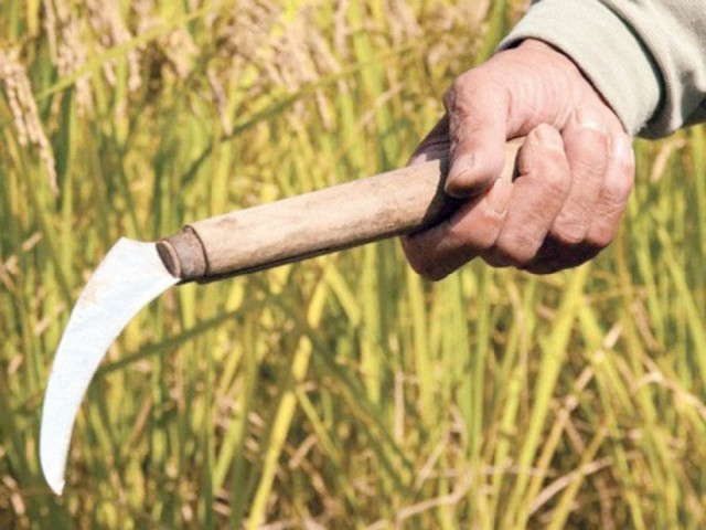 rice yield in pakistan is approximately 40 50 maunds 40kg per acre far less than india s yield photo file rice yield in pakistan is approximately 40 50 maunds 40kg per acre far less than india s yield photo file