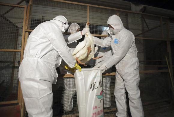 health officials in protective suits put a goose into a sack as part of preventive measures against the h7n9 bird flu at a poultry market in zhuji zhejiang province photo reuters