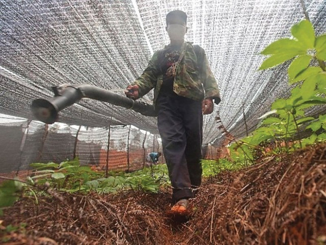 low tunnels are less expensive compared to high tunnels and cost rs30 000 per acre photo file low tunnels are less expensive compared to high tunnels and cost rs30 000 per acre photo file