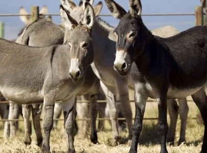 pakistan to export meat hides of 200 000 donkeys annually to china pakistan to export meat hides of 200 000 donkeys annually to china