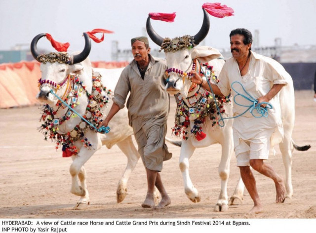 the horse and cattle show in hyderabad at the sindh festival featured dancing as well as various horse and bull competitions including races however the event was marred by scuffles and the karachi police attack photo online the horse and cattle show in hyderabad at the sindh festival featured dancing as well as various horse and bull competitions including races however the event was marred by scuffles and the karachi police attack photo online