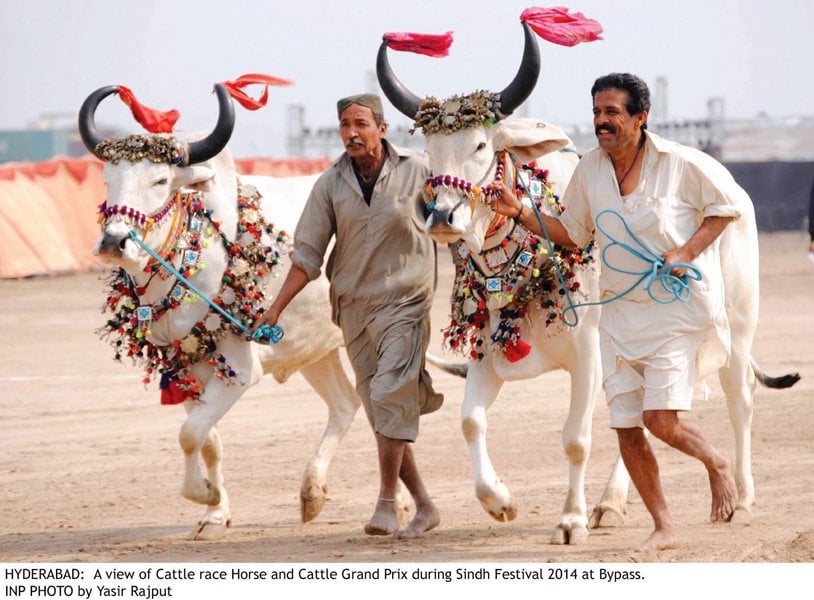 the horse and cattle show in hyderabad at the sindh festival featured dancing as well as various horse and bull competitions including races however the event was marred by scuffles and the karachi police attack photo online