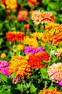 fresh start k p set to rebuild city of flowers fresh start k p set to rebuild city of flowers