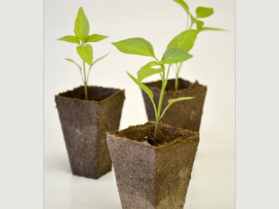 agriculture 684 applicants prepare for kitchen gardening contest agriculture 684 applicants prepare for kitchen gardening contest