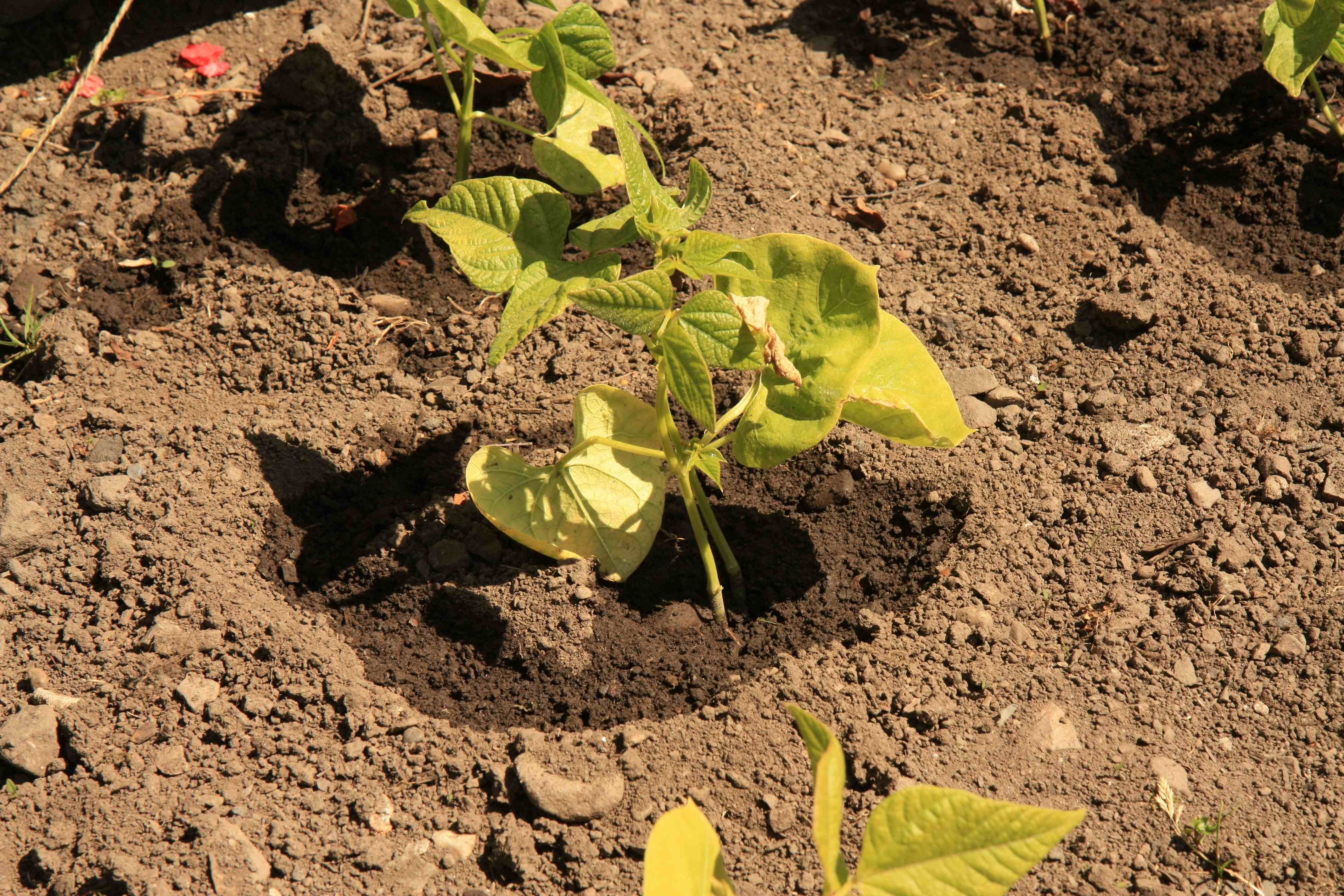 meanwhile 3 5 million young trees to be sowed across fata photo file