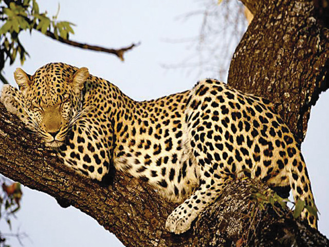 press trust of india reports leopard crossed border at taran and attacked group of people creating panic in village photo national geographic press trust of india reports leopard crossed border at taran and attacked group of people creating panic in village photo national geographic