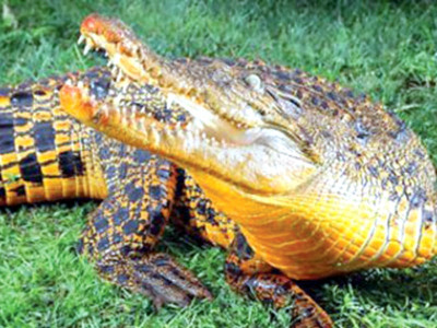 crocodiles can climb trees researchers