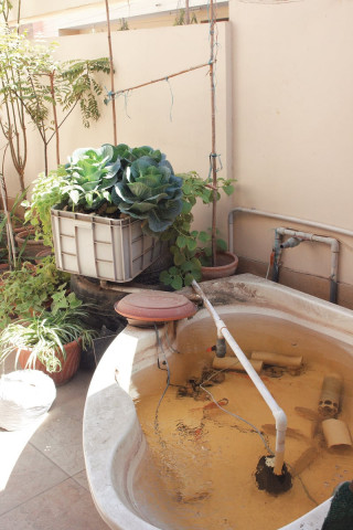 an aquaponic set up reusing supplies to grow plants and harvest fish simultaneously photo by zahra ali