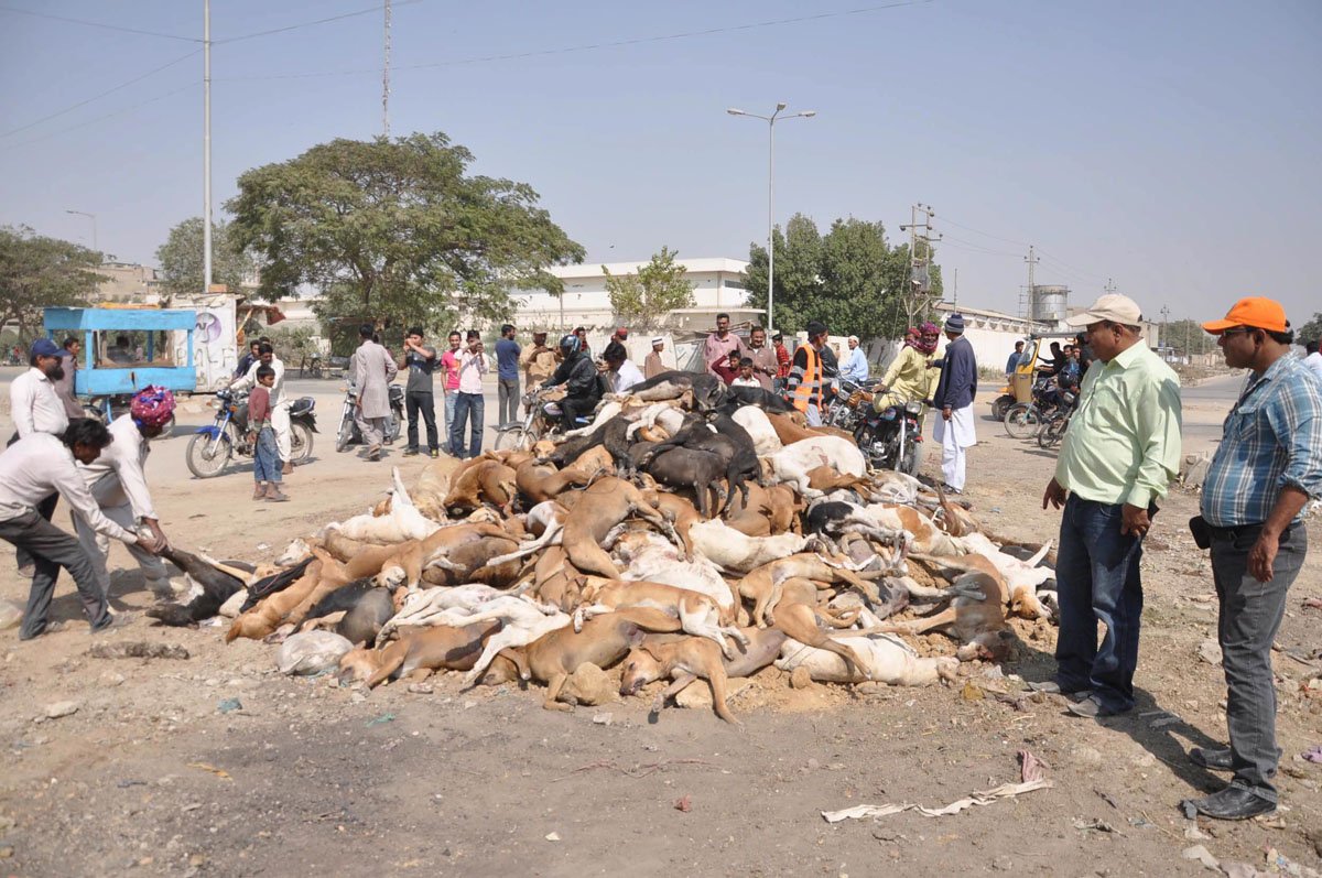 officials attached with the municipal department of the city pile dead stray dogs on thursday as part of a health and safety drive photo mohammad noman express