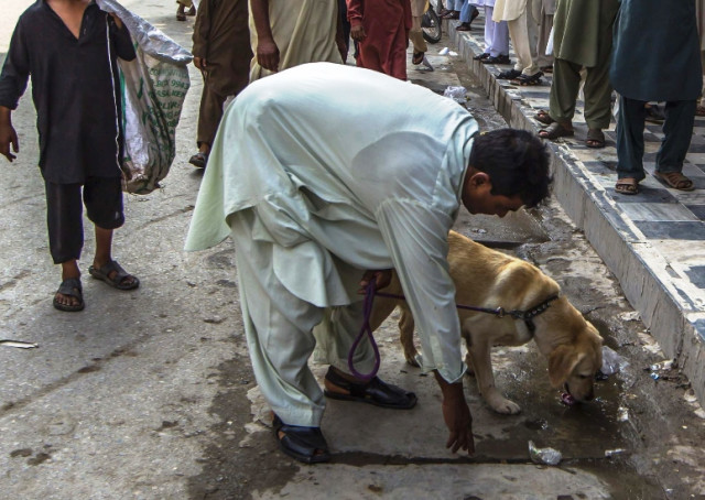 aig malik claims the dogs can spot a bomb very easily and more swiftly than humans photo reuters aig malik claims the dogs can spot a bomb very easily and more swiftly than humans photo reuters