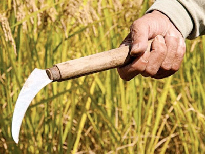 hybrid seeds can help recover lost productivity experts