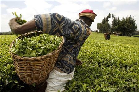 file photo of a tea plantation in kenya photo reuters file