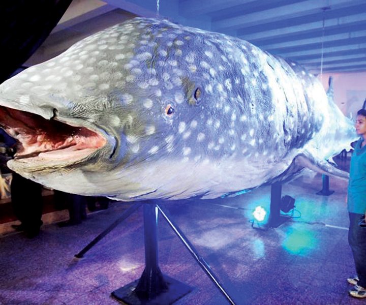 the whale shark pictured soon after the exhibit opened photo file