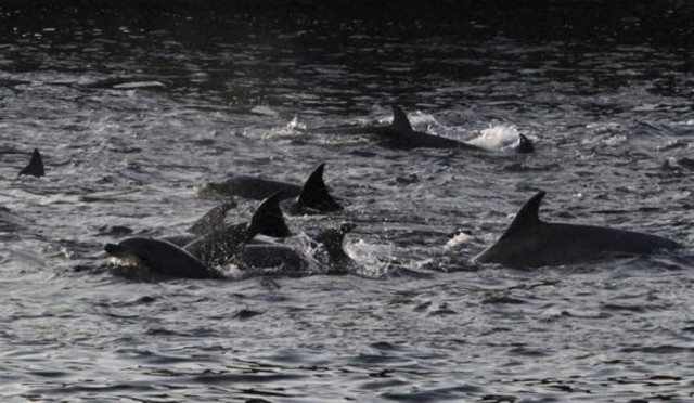dolphins are seen at a cove in taiji western japan january 21 2014 photo reuters dolphins are seen at a cove in taiji western japan january 21 2014 photo reuters