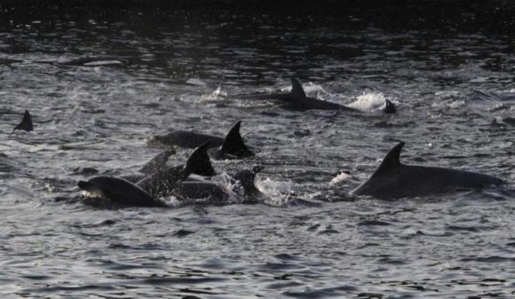 dolphins are seen at a cove in taiji western japan january 21 2014 photo reuters