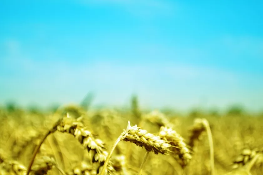 confusion prevails about crop prices confusion prevails about crop prices