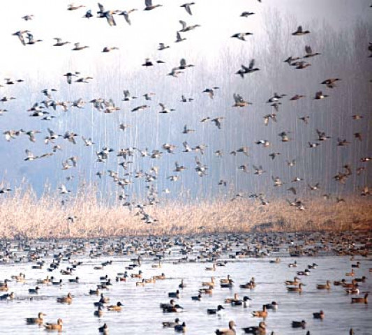 rapid urbanisation threatens avian life rapid urbanisation threatens avian life