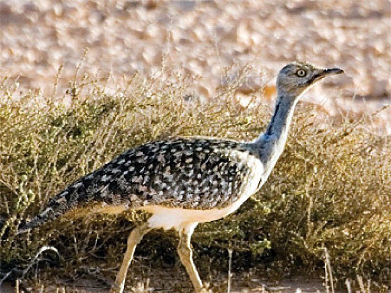 members of mahol dost shehri told the media on tuesday that the population of houbara bustards has reduced to half globally in the last 10 years photo file