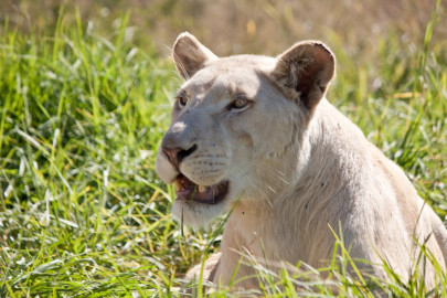 shifting of lionesses out of zoo recommended