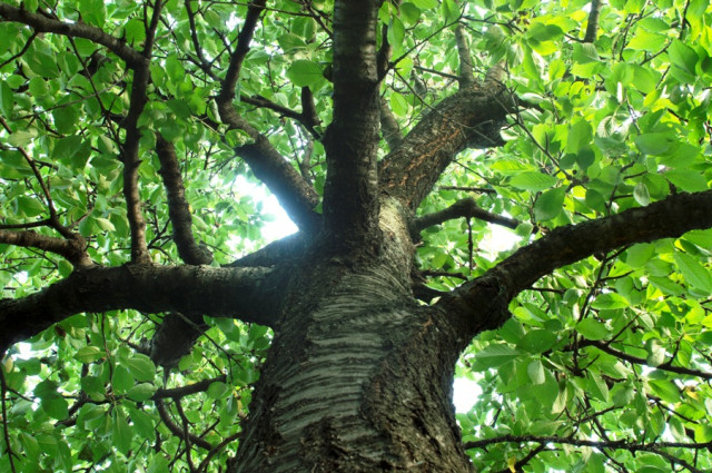 govt approves rs100m to save banyan tree in rawalpindi govt approves rs100m to save banyan tree in rawalpindi