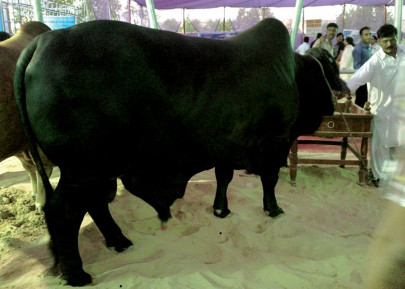 agriculture sindh expects exhibition to attract rs2b business