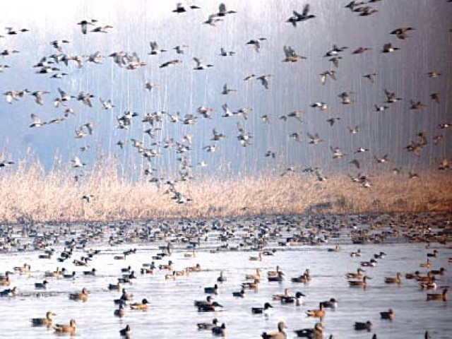 while wildlife department claims only 6 siberian ducks have been found dead residents say that anything between 039 dozens 039 and 039 hundreds 039 have died photo file while wildlife department claims only 6 siberian ducks have been found dead residents say that anything between 039 dozens 039 and 039 hundreds 039 have died photo file