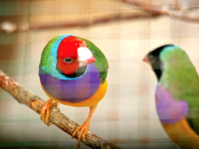 doing a dodo preserving wildlife far from an official priority doing a dodo preserving wildlife far from an official priority