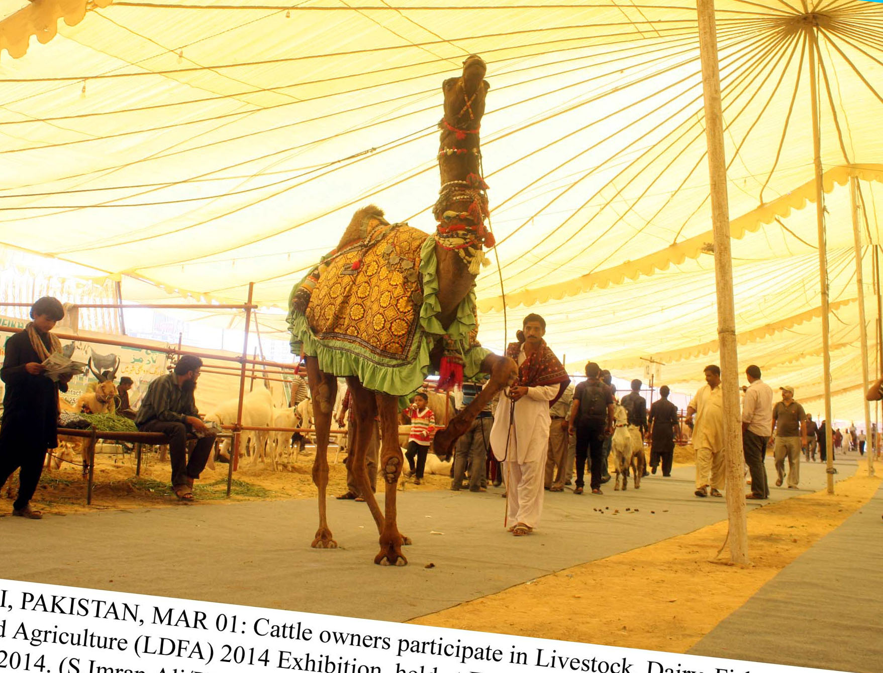 a camel at the livestock and dairy expo in karachi sindh board of investment chairman said the sindh enterprise development fund sedf had been created to encourage investment photo ppi