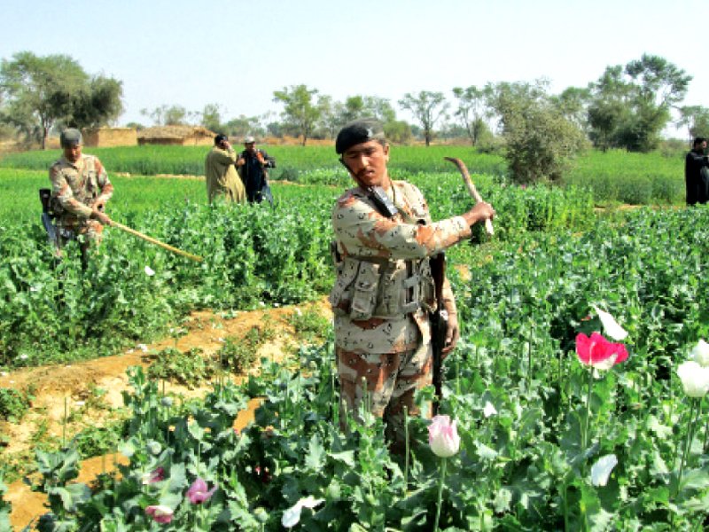 law enforcers chop down the poppy crop that was being sown over multiple acres of land in district qamber shahdadkot however they faced difficulty due to knee high water accumulation photo express