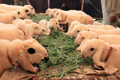 moos and baas sindh flaunts its exotic animals global ones join in