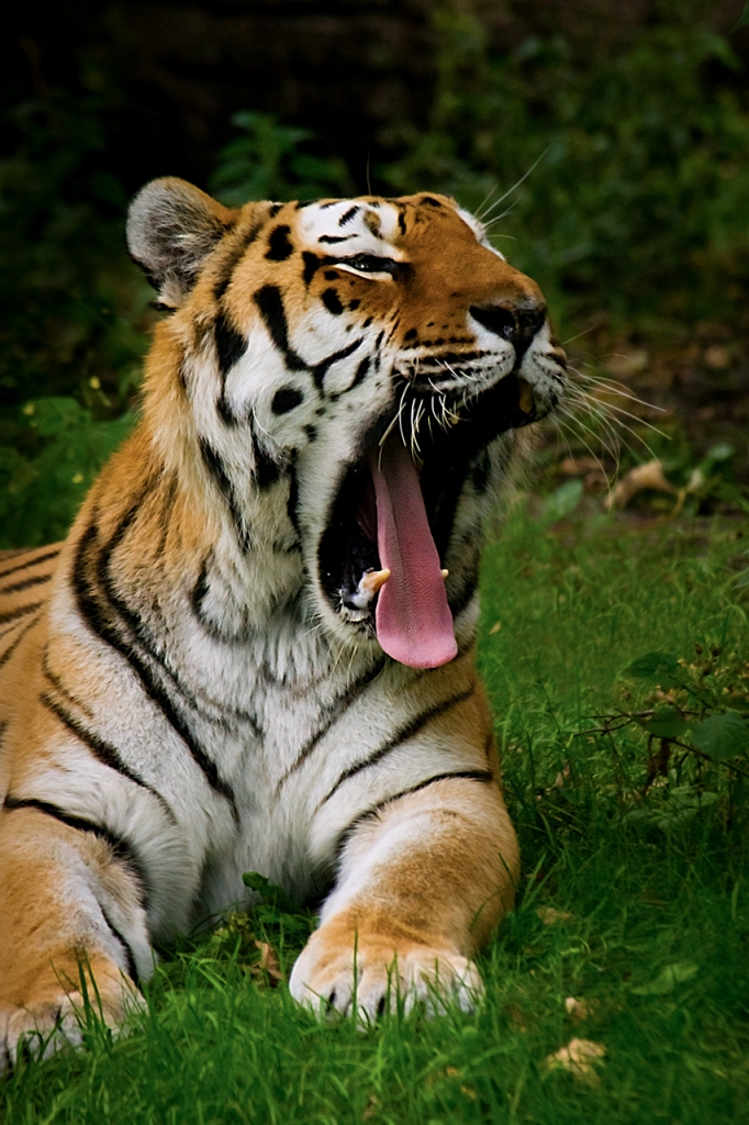 file photo of a tiger photo file