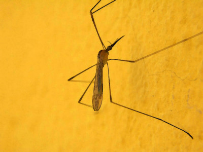 dengue control there shouldn t be any excuses you know your job