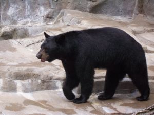 estimated 350 to 400 black bears roam yosemite one of the most popular us tourist destinations photo file