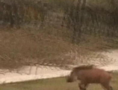 this little piggy went to the supreme court