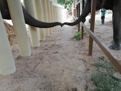 kaavan makes new friend at new home kaavan makes new friend at new home