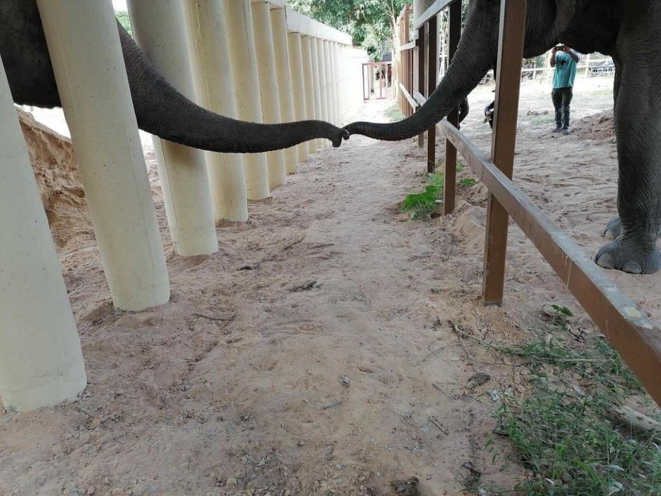 kaavan makes new friend at new home