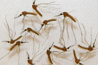 global warming amplifying malaria risk