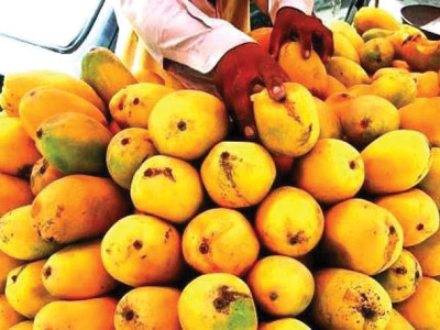 king of fruits mango exporter sees 15 growth this season king of fruits mango exporter sees 15 growth this season