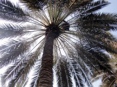 without male pollen female date palms bear inferior fruit