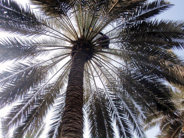 the pollen from the male date palms are placed by professional tree climbers in the spathe of the female date palms so that the fruits produced are sweet and of good quality photos express the pollen from the male date palms are placed by professional tree climbers in the spathe of the female date palms so that the fruits produced are sweet and of good quality photos express