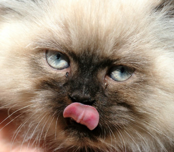 house cat in oregon attacks baby traps family in bedroom