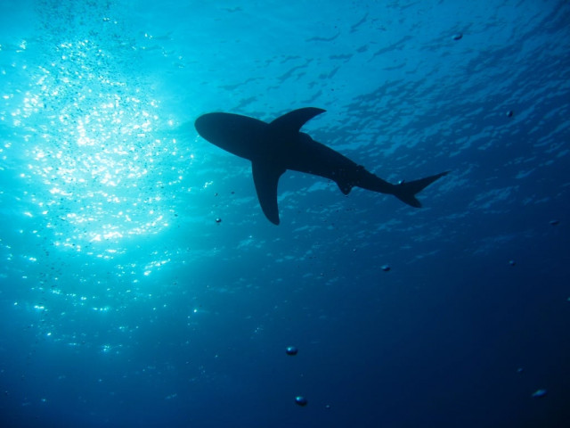 shark kills man fishing in great barrier reef shark kills man fishing in great barrier reef