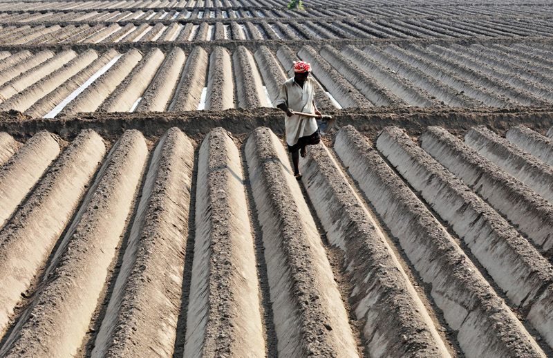 the plan is to develop genetic modification expertise for producing high yield pest resistant crops photo afp file