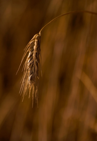 locals had been demanding restoration of wheat subsidy which was being gradually curtailed photo file locals had been demanding restoration of wheat subsidy which was being gradually curtailed photo file