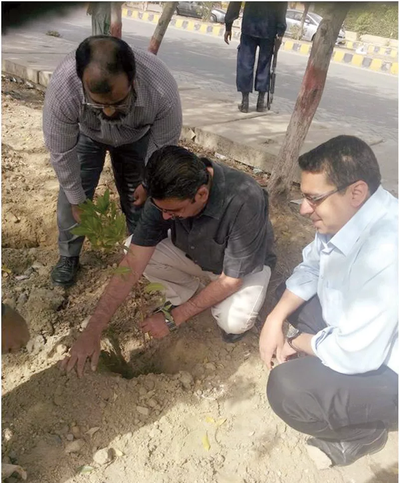 with an aim to plant 1 000 trees the residents of clifton block 4 actually ended up planting 1 012 trees photo express with an aim to plant 1 000 trees the residents of clifton block 4 actually ended up planting 1 012 trees photo express