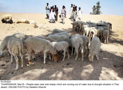 mode of sustenance for the people of thar livestock means life