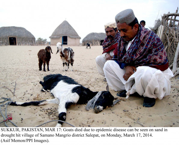 two people look at a goat that died of an epidemic disease photo ppi two people look at a goat that died of an epidemic disease photo ppi