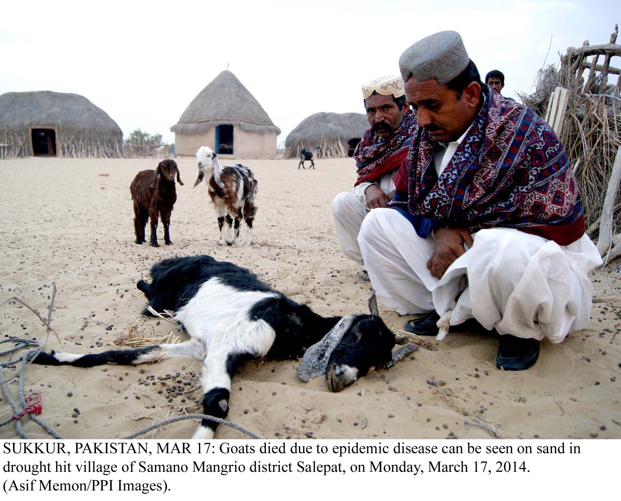 two people look at a goat that died of an epidemic disease photo ppi