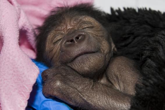 a baby gorilla suffering from pneumonia is seen in san diego california in this march 13 2014 handout photo courtesy of the san diego zoo photo reuters